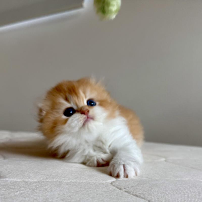 販売中の福岡県のスコティッシュフォールド(折れ耳)-131486の3枚目