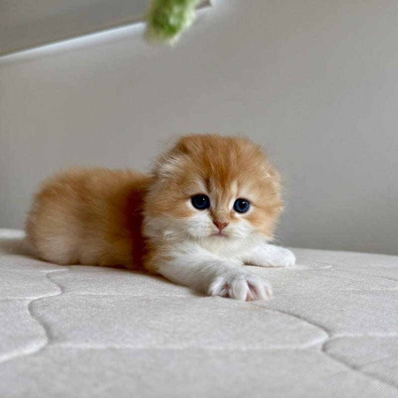 販売中の福岡県のスコティッシュフォールド(折れ耳)-131486の2枚目