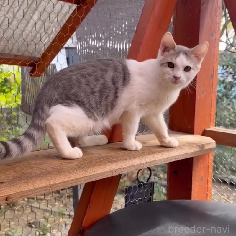 販売中の埼玉県のミックス-131487の8枚目