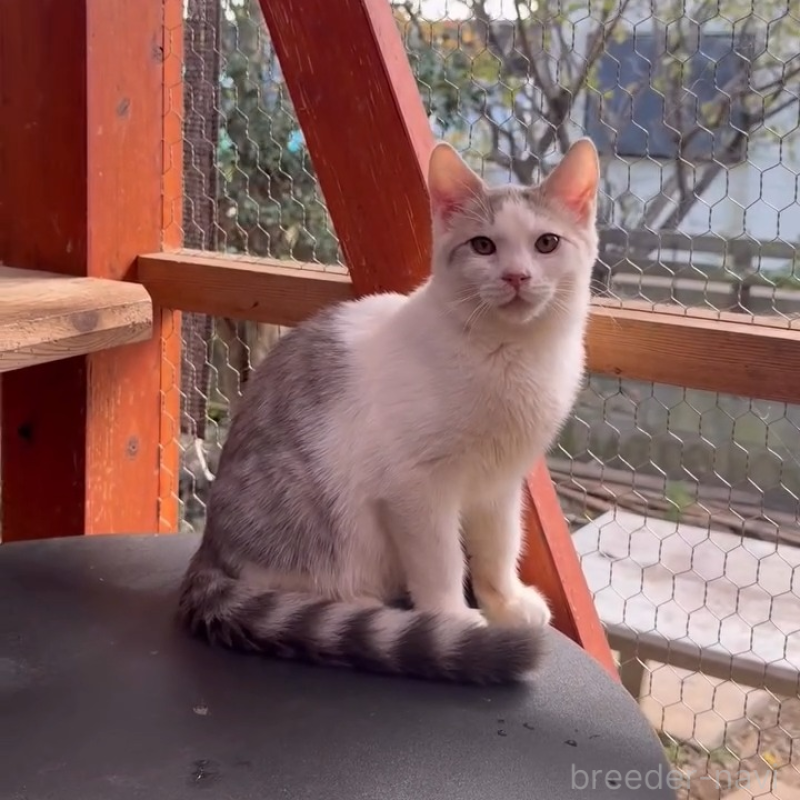 販売中の埼玉県のミックス-131487の7枚目