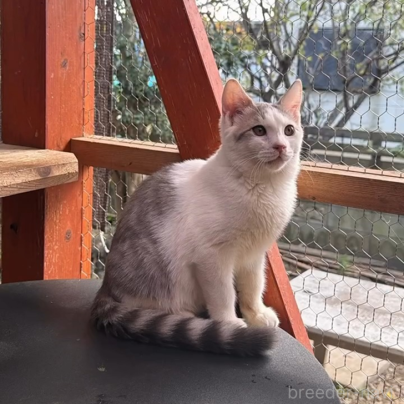 販売中の埼玉県のミックス-131487の5枚目