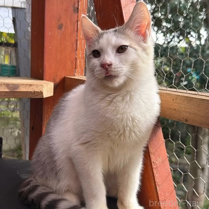 販売中の埼玉県のミックス-131487の4枚目