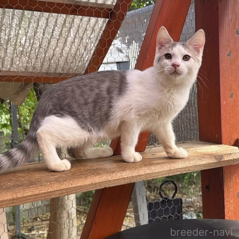販売中の埼玉県のミックス-131487の3枚目