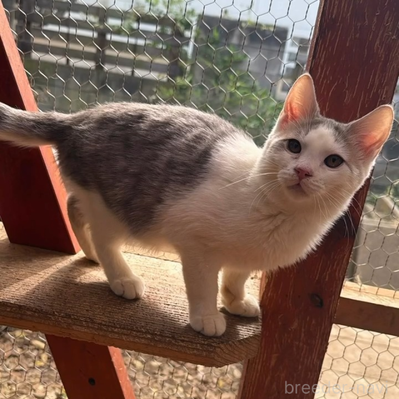 販売中の埼玉県のミックス-131487の2枚目