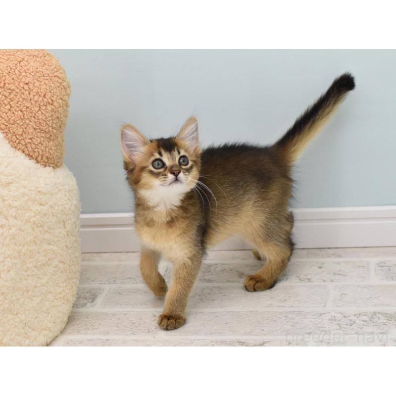 販売中の大阪府のソマリ-131488の6枚目