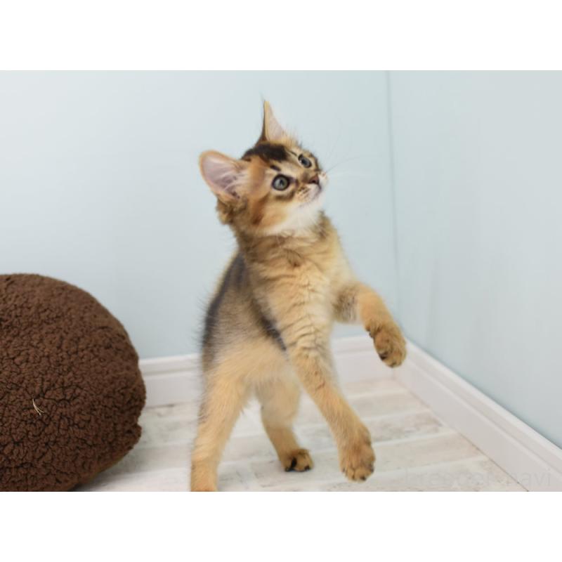 販売中の大阪府のソマリ-131488の2枚目