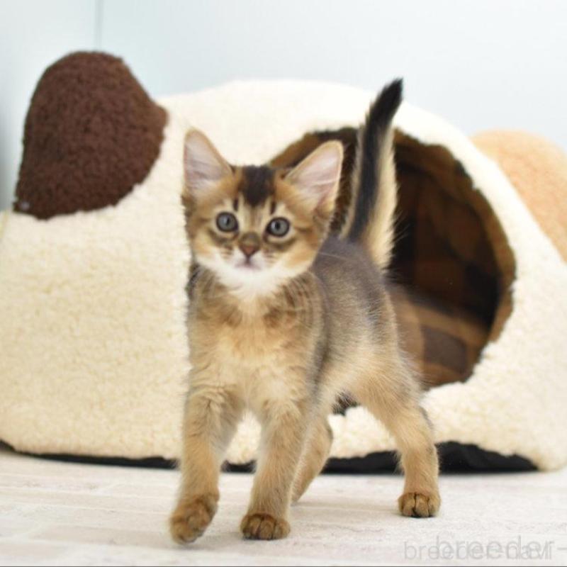 販売中の大阪府のソマリ-131488の1枚目