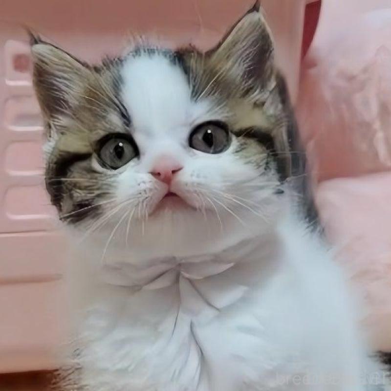 販売中の愛媛県のミヌエット-131490の6枚目