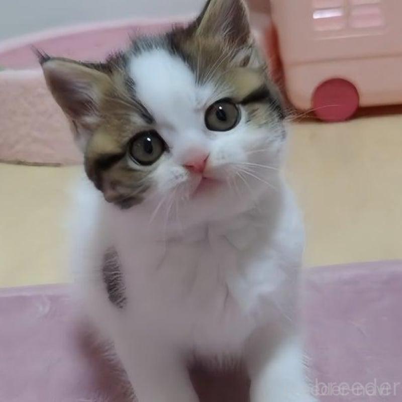 販売中の愛媛県のミヌエット-131490の1枚目