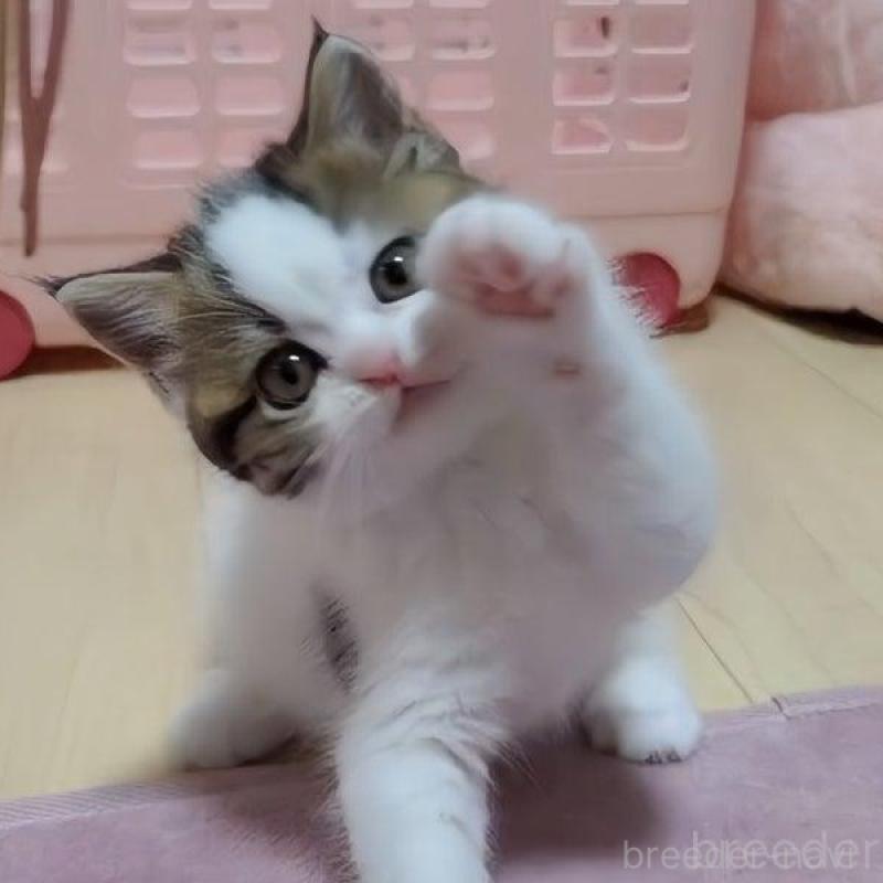 販売中の愛媛県のミヌエット-131490の5枚目