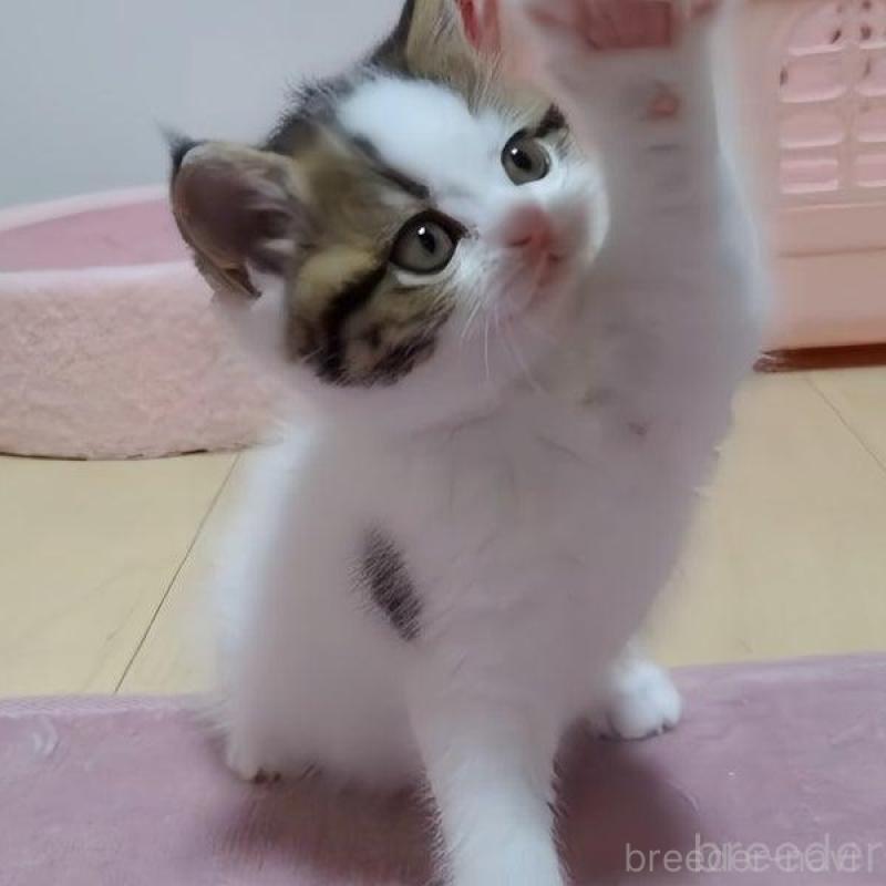 販売中の愛媛県のミヌエット-131490の4枚目