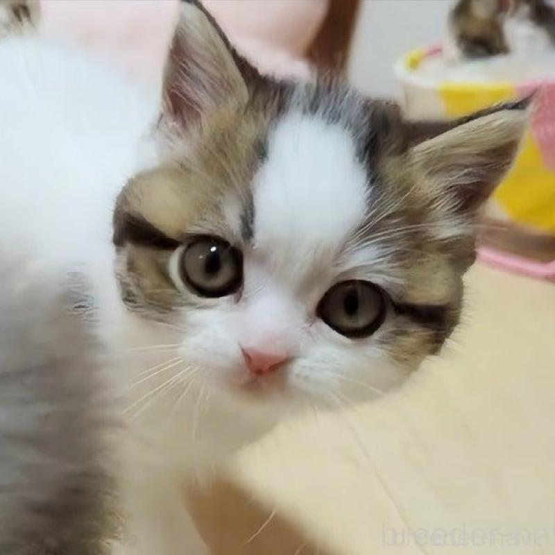 販売中の愛媛県のミヌエット-131490の3枚目