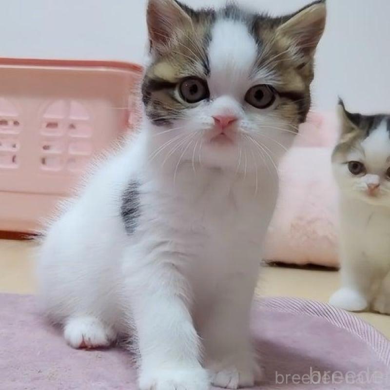 販売中の愛媛県のミヌエット-131490の2枚目