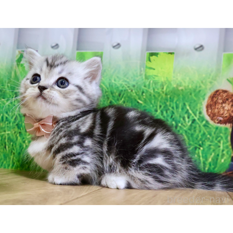 販売中の岐阜県のミヌエット(短足)-131491の5枚目