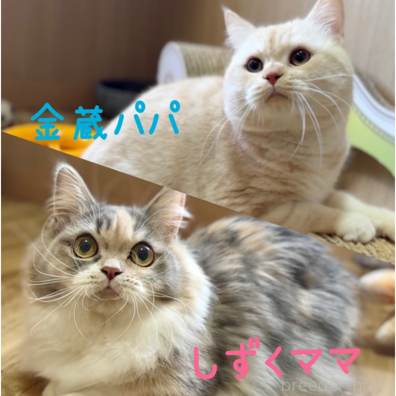 販売中の岐阜県のミヌエット(短足)-131491の4枚目