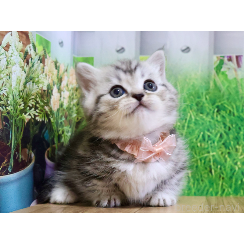 販売中の岐阜県のミヌエット(短足)-131491の3枚目