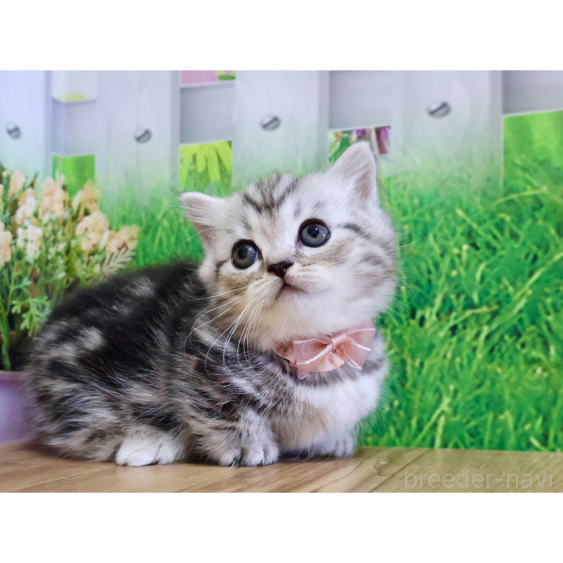 販売中の岐阜県のミヌエット(短足)-131491の2枚目