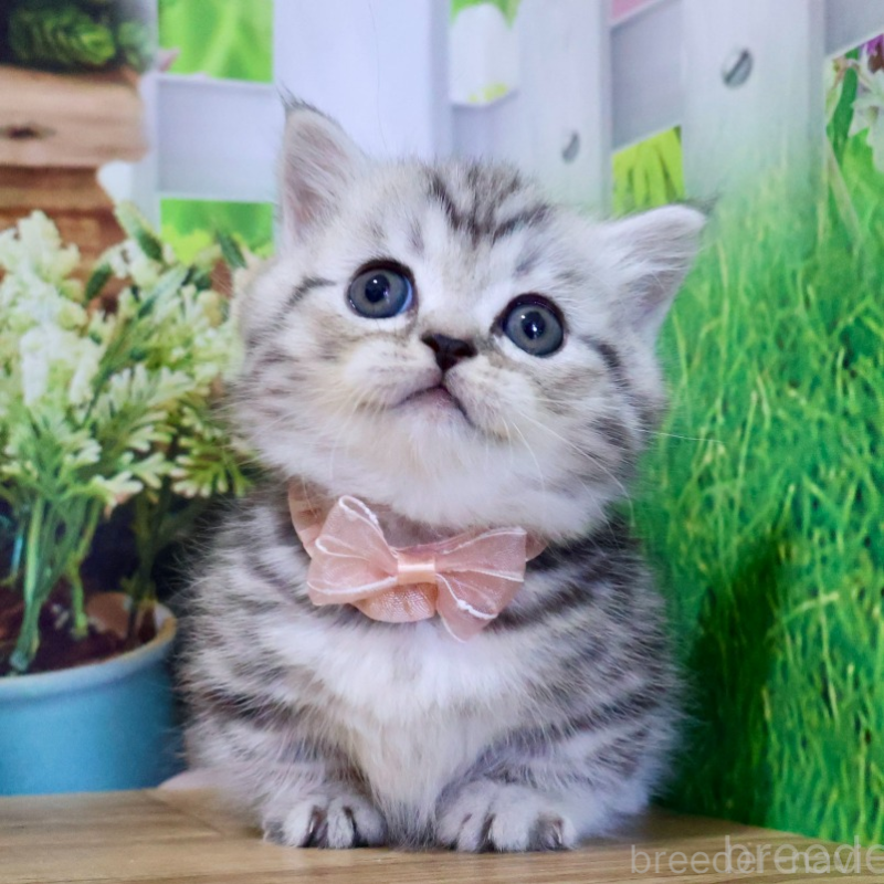 販売中の岐阜県のミヌエット(短足)-131491の1枚目