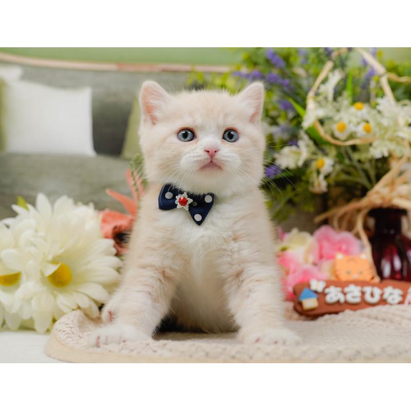 販売中の神奈川県のマンチカン-131576の8枚目