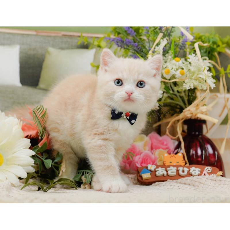 販売中の神奈川県のマンチカン-131576の7枚目