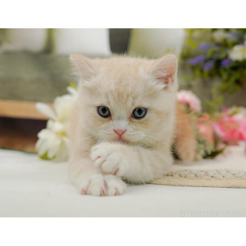 販売中の神奈川県のマンチカン-131576の6枚目