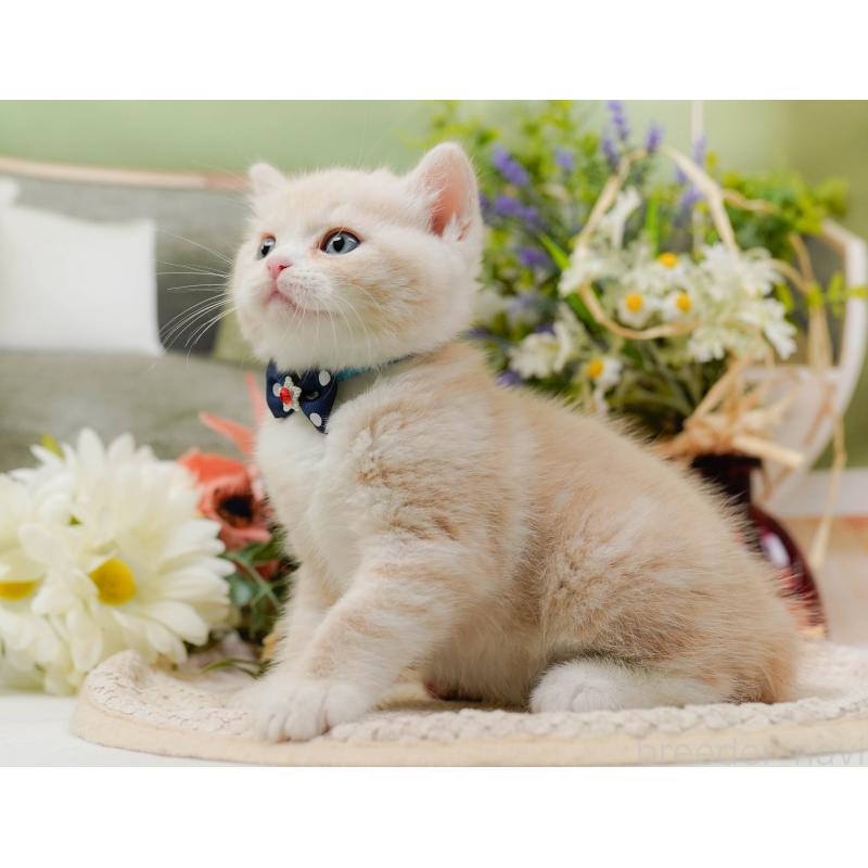 販売中の神奈川県のマンチカン-131576の5枚目