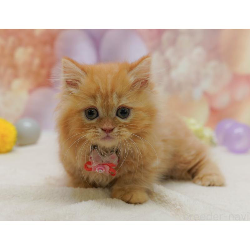 販売中の千葉県のマンチカン-131683の9枚目