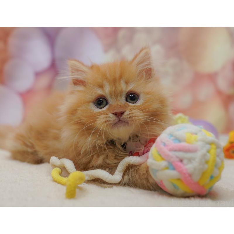 販売中の千葉県のマンチカン-131683の8枚目