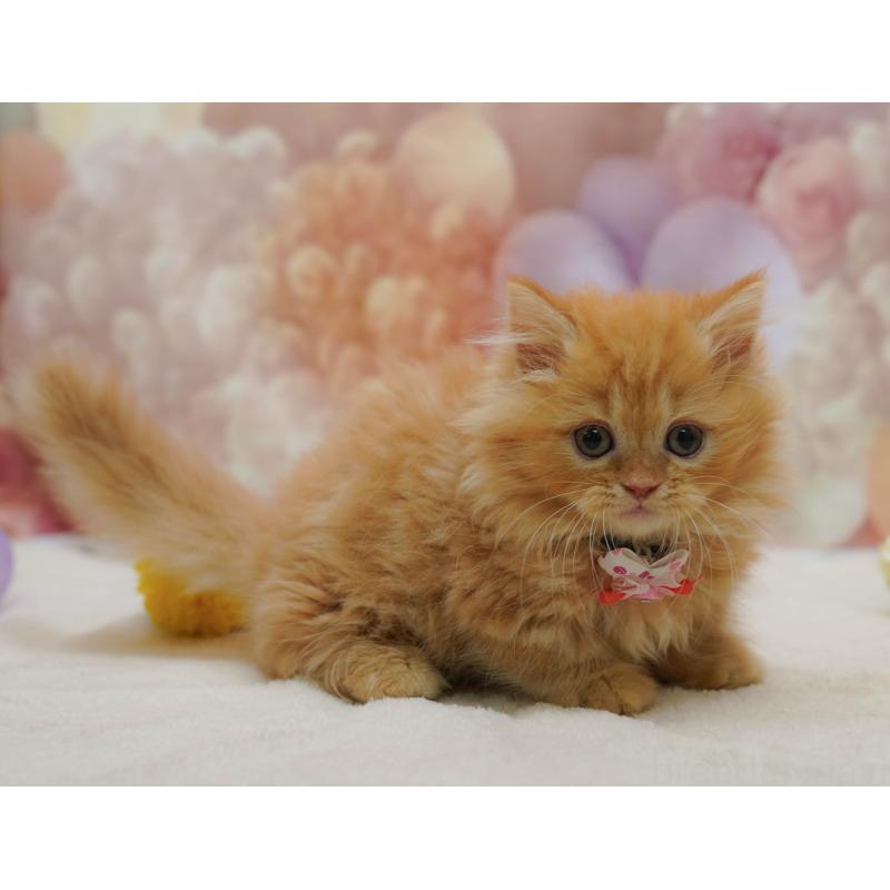 販売中の千葉県のマンチカン-131683の7枚目