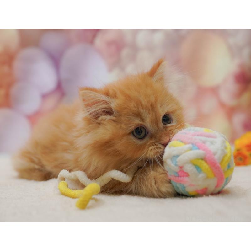 販売中の千葉県のマンチカン-131683の6枚目