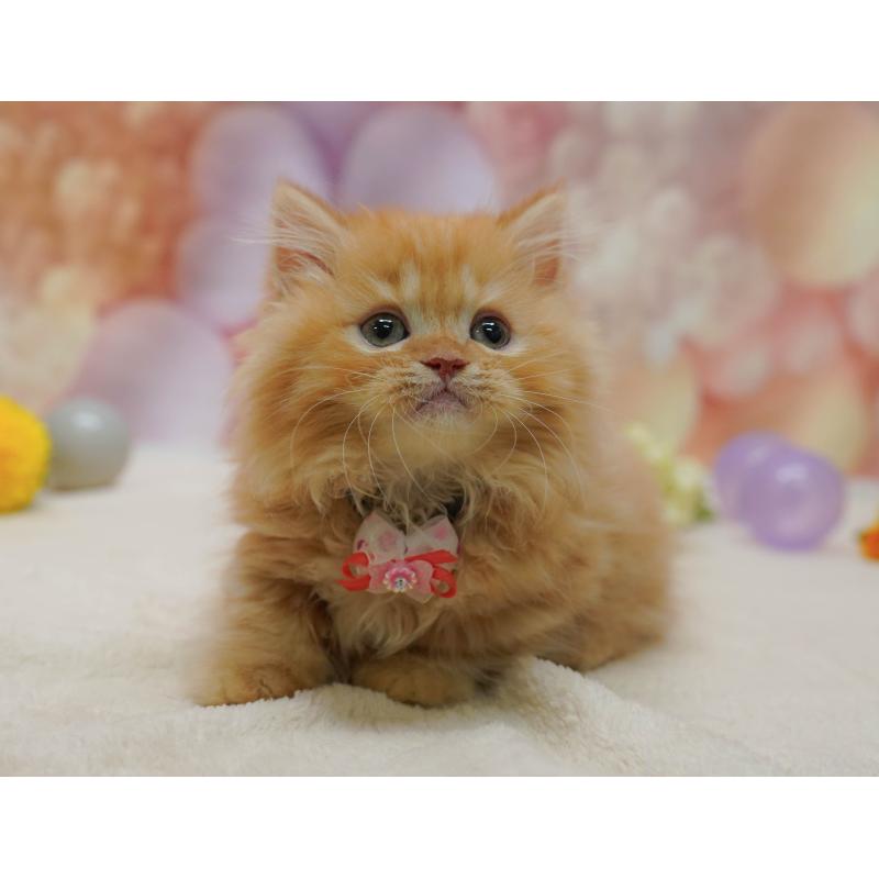 販売中の千葉県のマンチカン-131683の4枚目