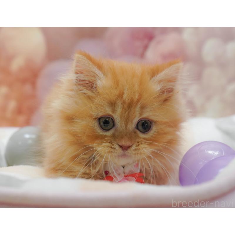 販売中の千葉県のマンチカン-131683の3枚目