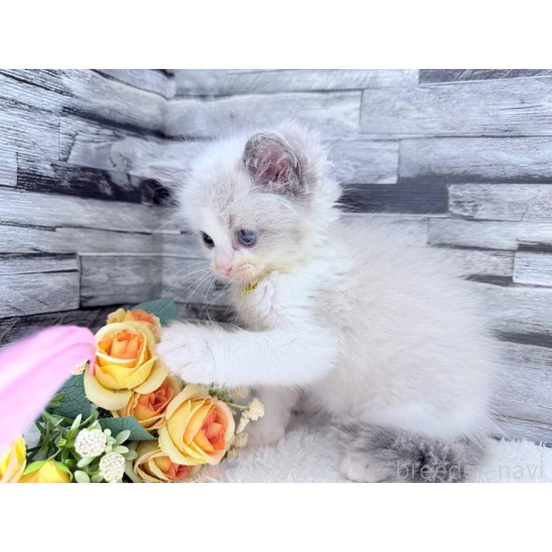 販売中の茨城県のラグドール-131492の5枚目