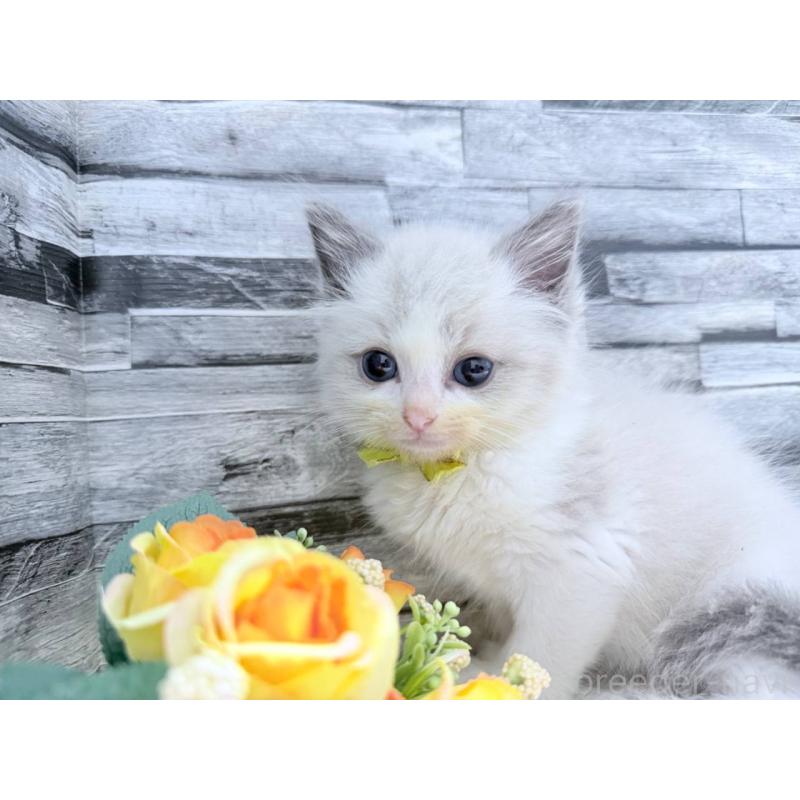 販売中の茨城県のラグドール-131492の4枚目