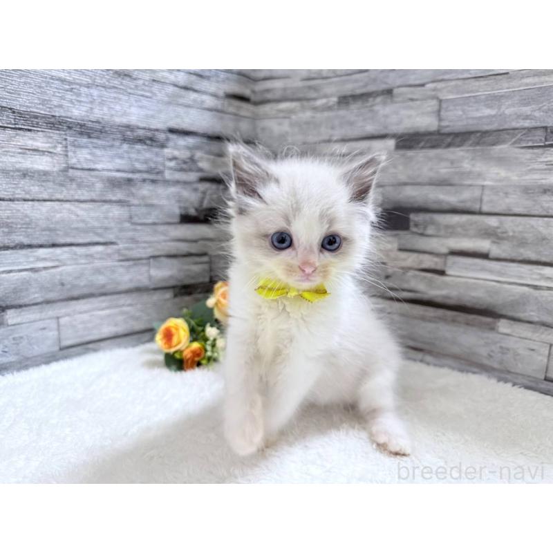 販売中の茨城県のラグドール-131492の3枚目