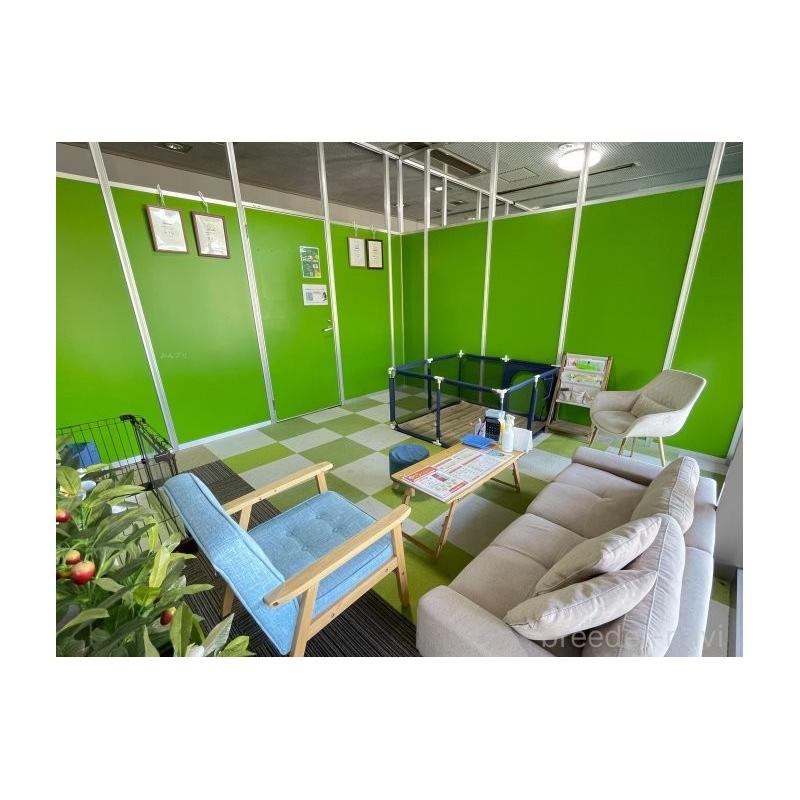 販売中の千葉県のマンチカン-131679の11枚目