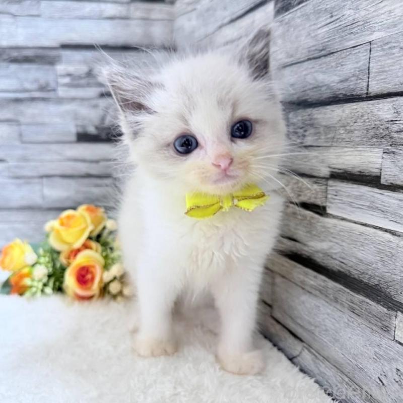 販売中の茨城県のラグドール-131492の1枚目