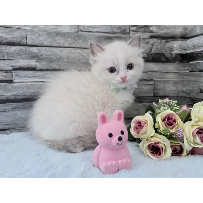 販売中の茨城県のラグドール-131493の5枚目