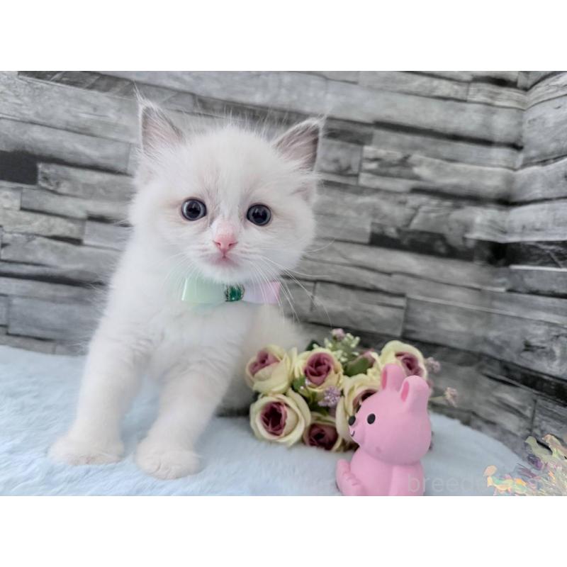 販売中の茨城県のラグドール-131493の4枚目