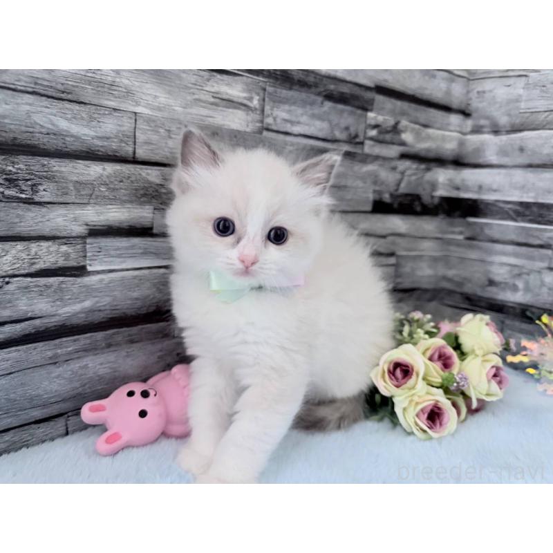 販売中の茨城県のラグドール-131493の3枚目