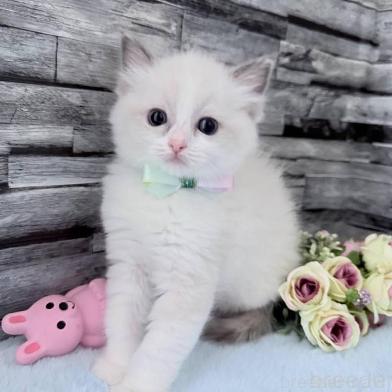 販売中の茨城県のラグドール-131493の1枚目