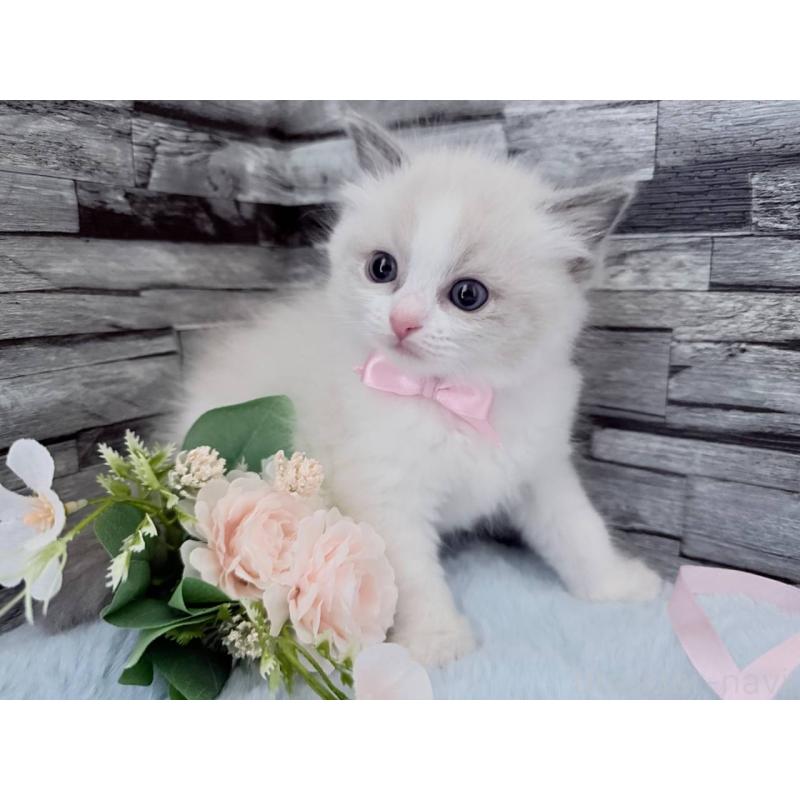 商談中の茨城県のラグドール-131494の5枚目