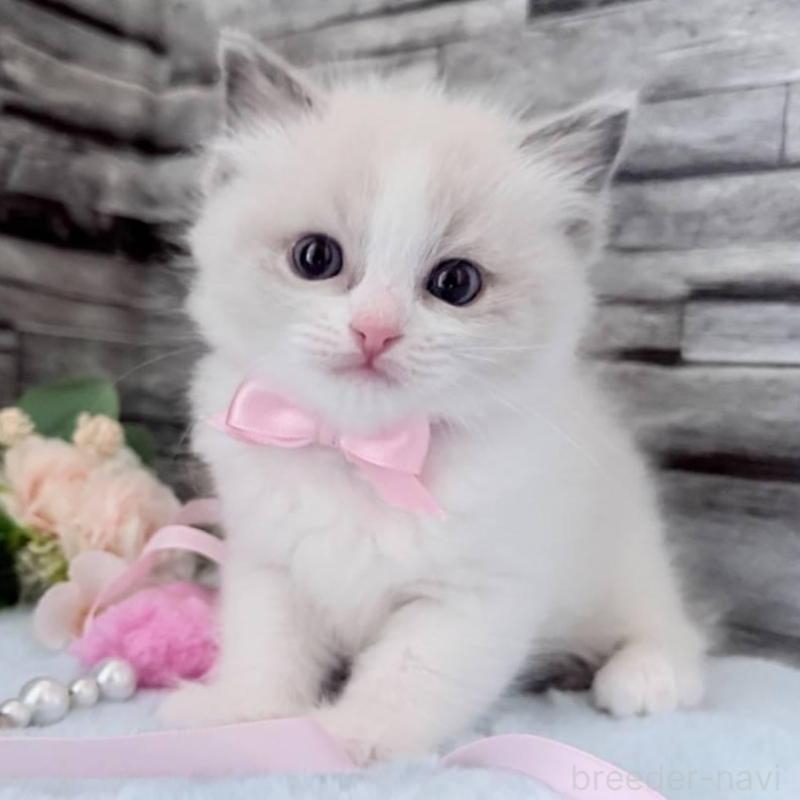 商談中の茨城県のラグドール-131494の1枚目