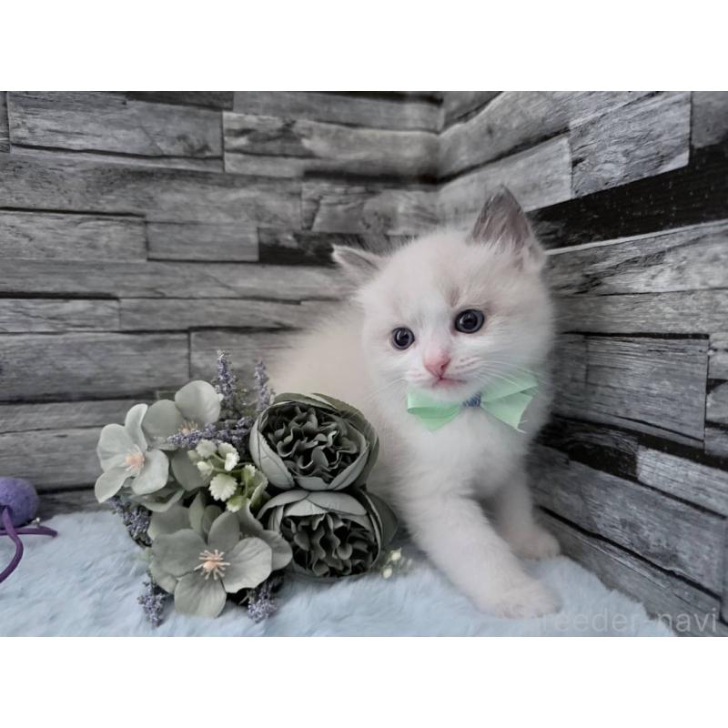 販売中の茨城県のラグドール-131496の5枚目