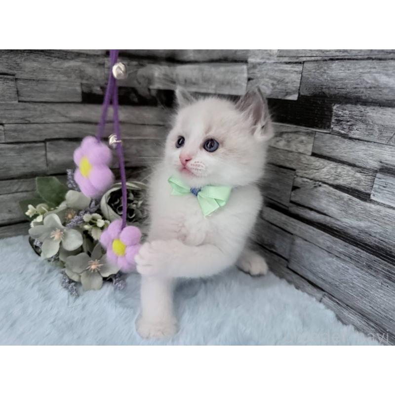 販売中の茨城県のラグドール-131496の4枚目