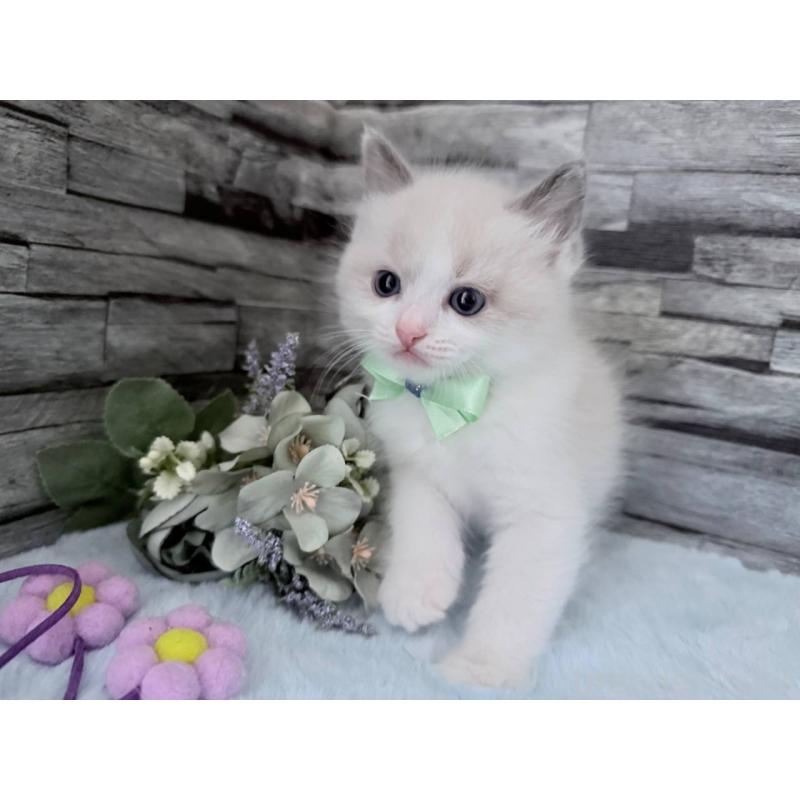 販売中の茨城県のラグドール-131496の3枚目