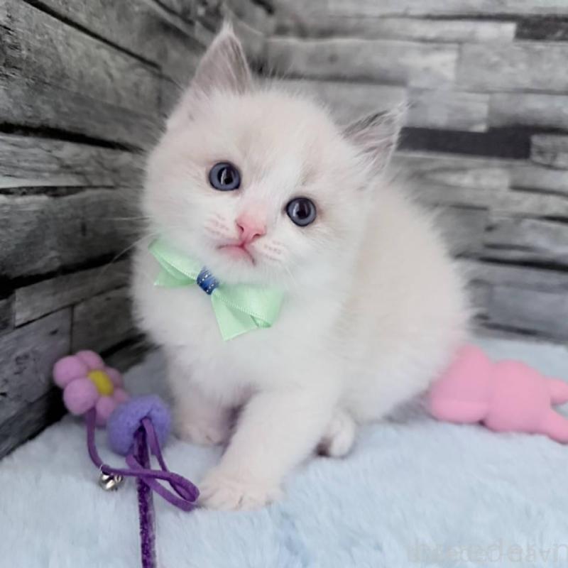 販売中の茨城県のラグドール-131496