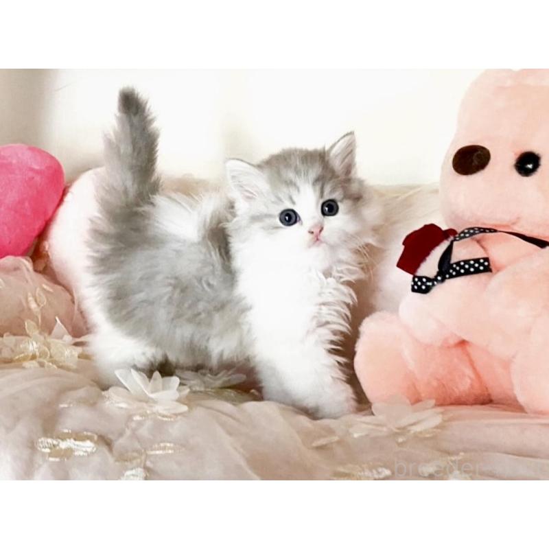 販売中の滋賀県のミヌエット-131495の3枚目