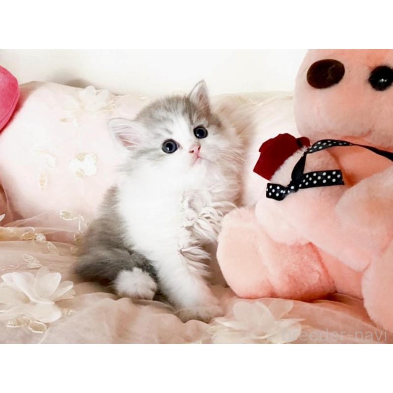 販売中の滋賀県のミヌエット-131495の2枚目