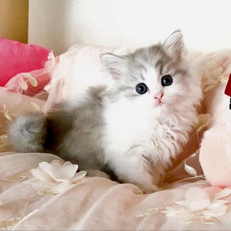 販売中の滋賀県のミヌエット-131495の1枚目